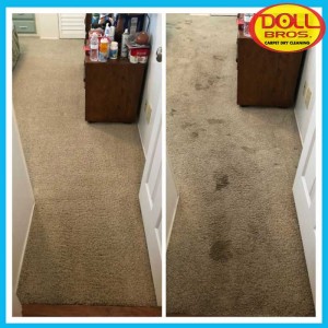 gallery Carpet-Cleaning5